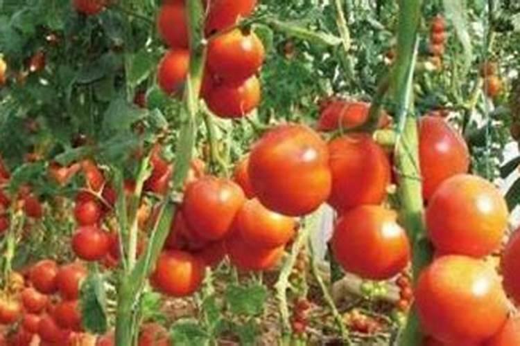 开垦了一片农田,添加腐殖酸有机肥有什么好处吗？