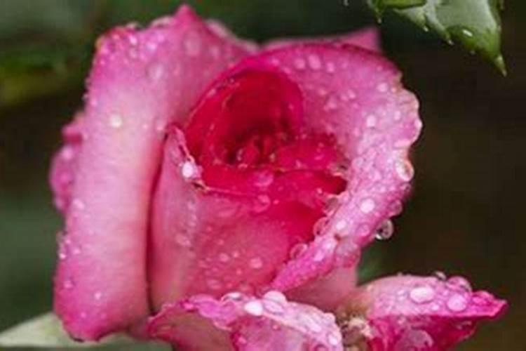 雨水可以浇花吗