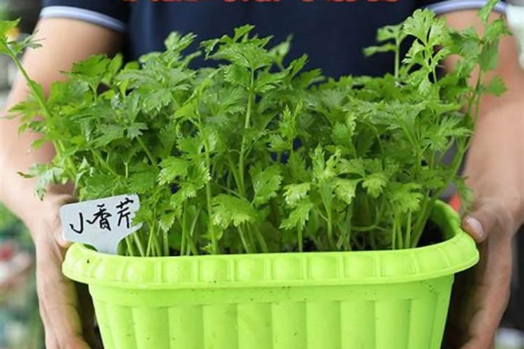 大棚小香芹病虫防治,求专家指导