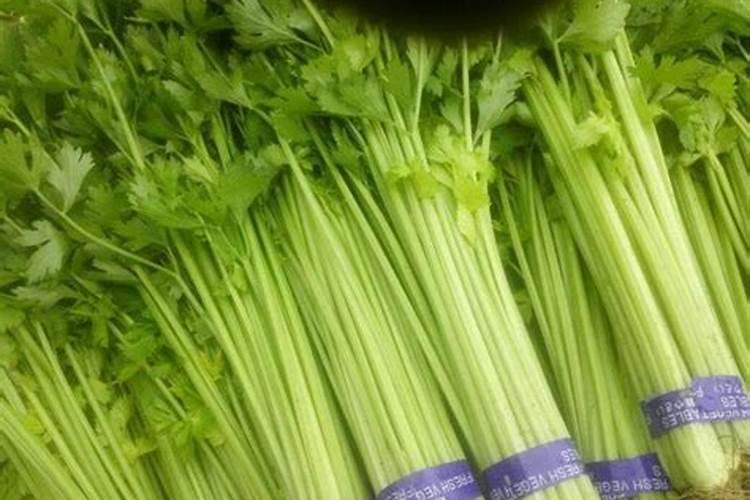 小香芹种植方法和时间