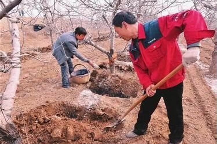 早熟苹果什么时候施钾肥最好？