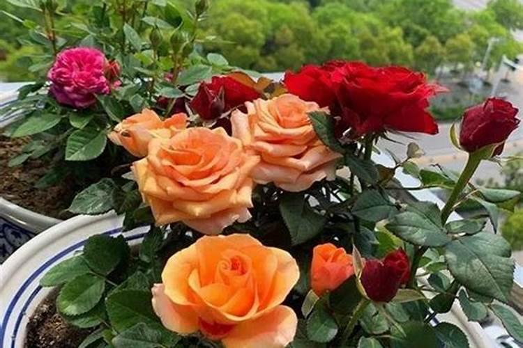 养花酸性肥料有哪些  硫酸二氢钾肥有什么作用