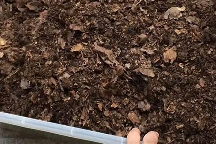 柑橘花芽分化用什么肥