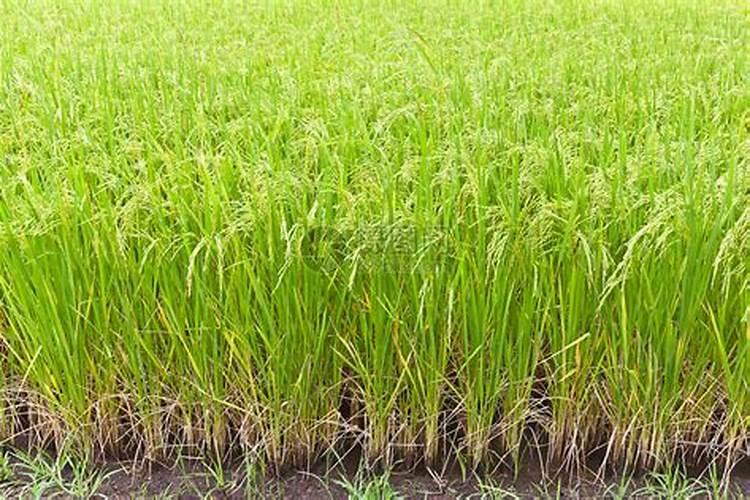 新栽柑橘幼苗怎么施肥 施肥中应该注意什么