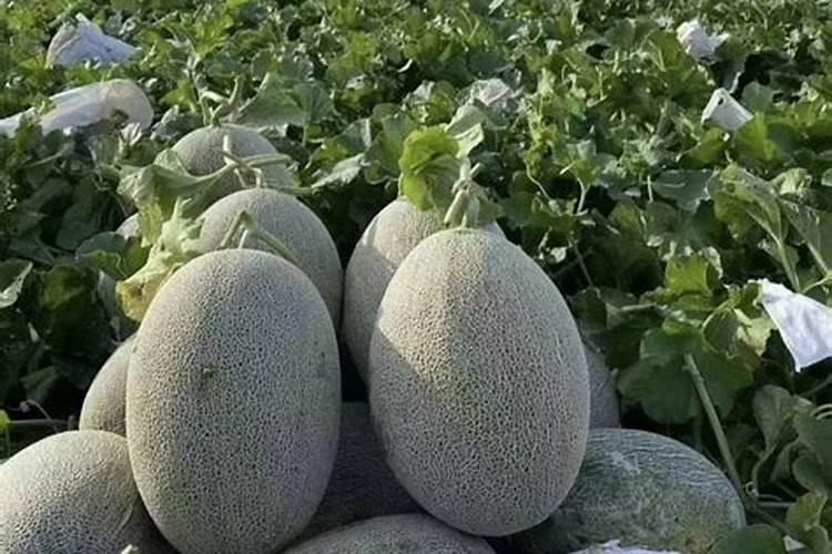 大棚甜瓜坐果以后用什么肥料？