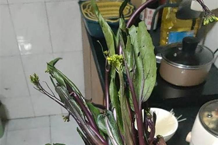 红菜苔能使用芸苔素内酯吗？