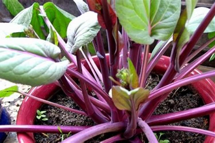 小白菜种植方法 白菜种子怎么种植方法