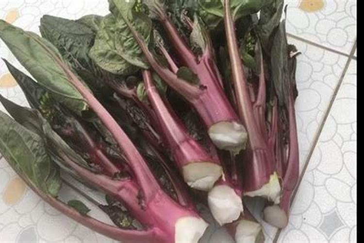 红菜苔施肥方法