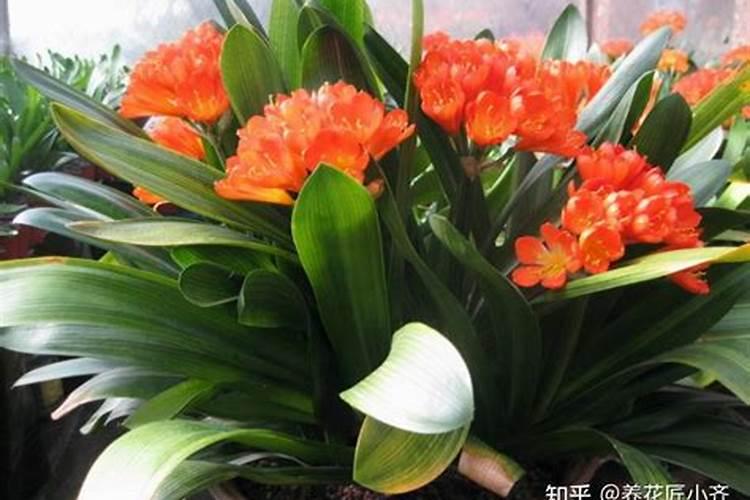 君子兰叶面肥怎么用