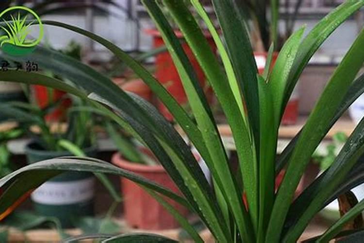 君子兰叶面肥怎么用