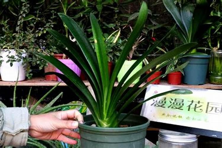 君子兰的叶面肥介绍 君子兰用什么叶面肥