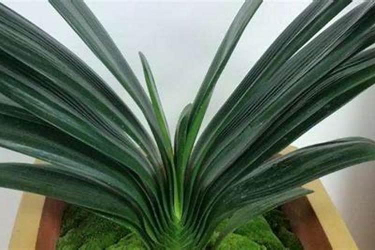 君子兰叶面肥怎么用