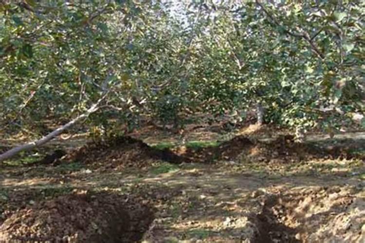 冬天冲施黄腐酸钾气温低会不会影响肥效啊？