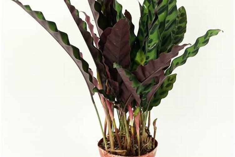 竹芋施什么肥最好