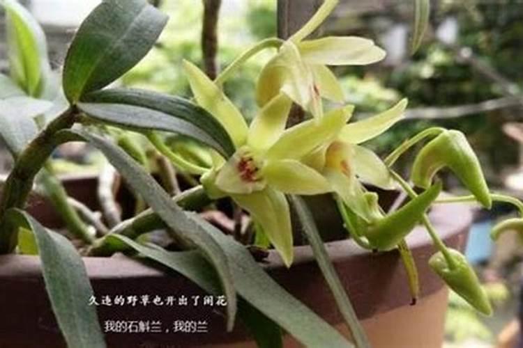 西兰花二次结球管理措施