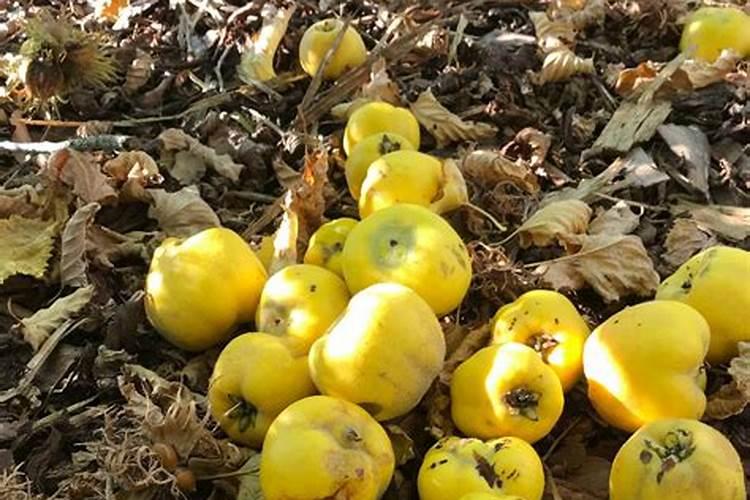 我的世界金苹果怎么获得