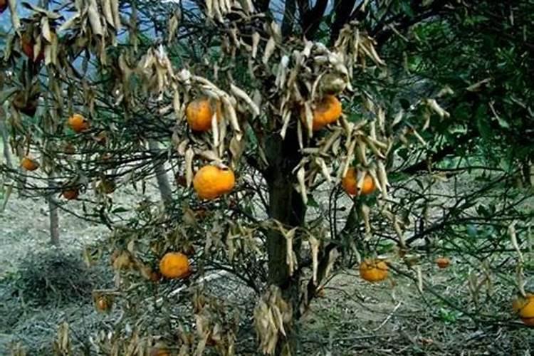 小麦冻害用什么药补救