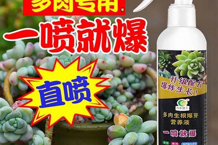 多肉营养液和缓释肥适合一起用吗