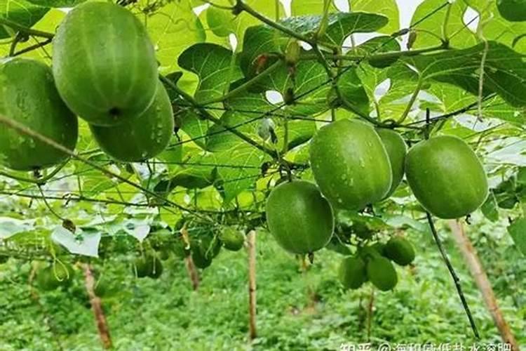 白菜要多施什么肥料