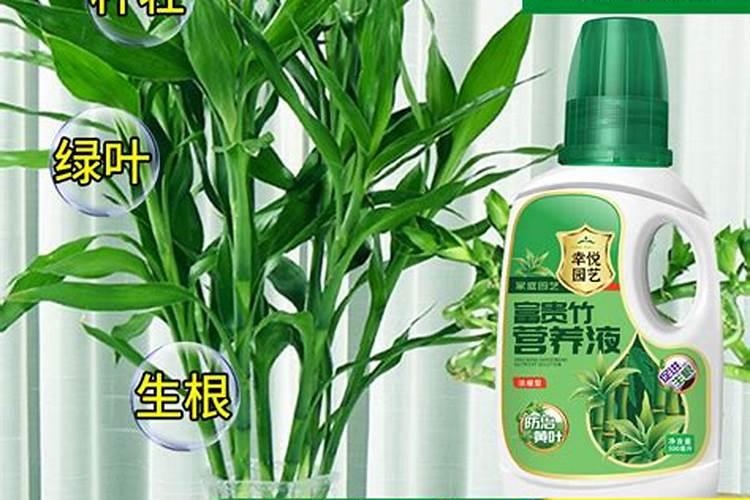 富贵竹怎么施肥