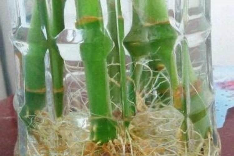 阿司匹林如何养富贵竹生根强根