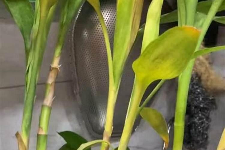 富贵竹怎样施肥最好