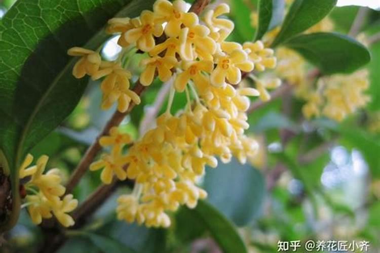 叶绿素叶面肥的作用与功效