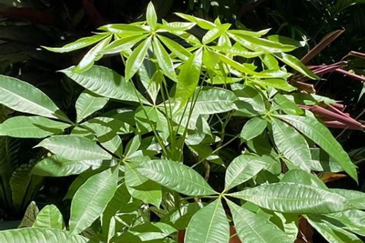 给植物喷的绿色液体是什么