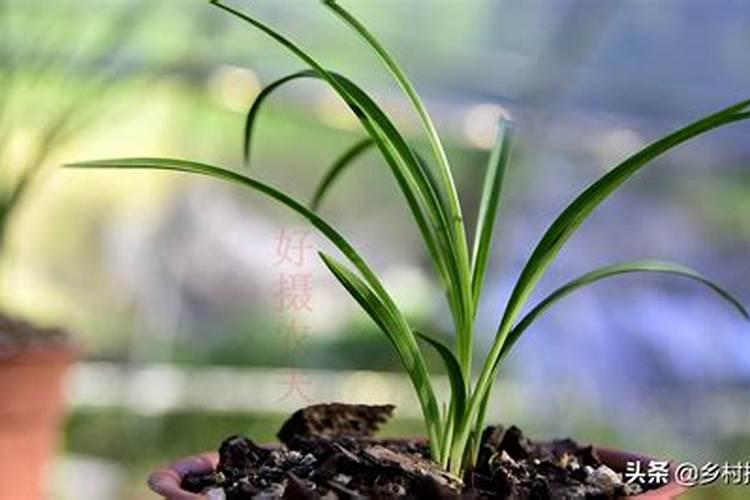 兰花可以用复合肥吗