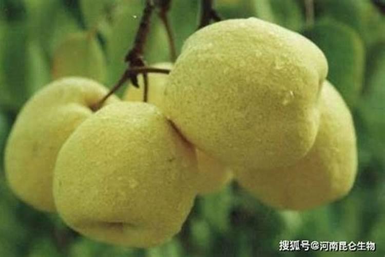 葡萄叶面肥有哪几种