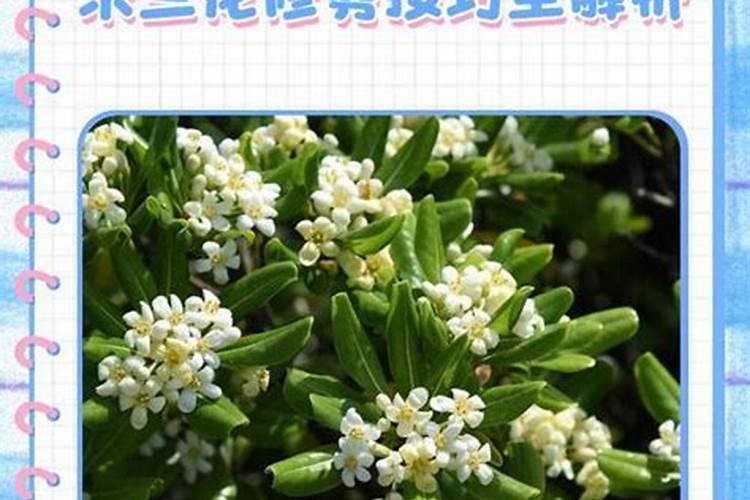 米兰浇什么肥料合适