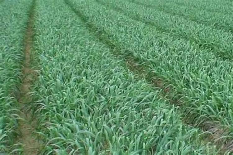 大蒜后期施什么肥蒜头大