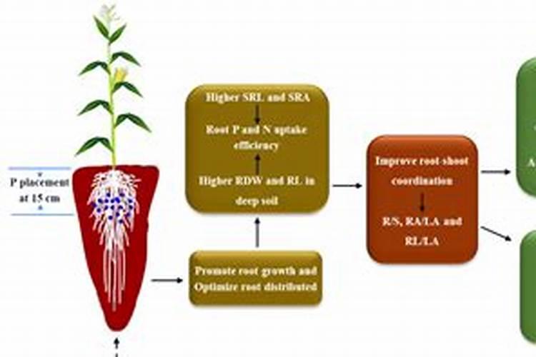 家庭种植生菜一般生长到多大施肥