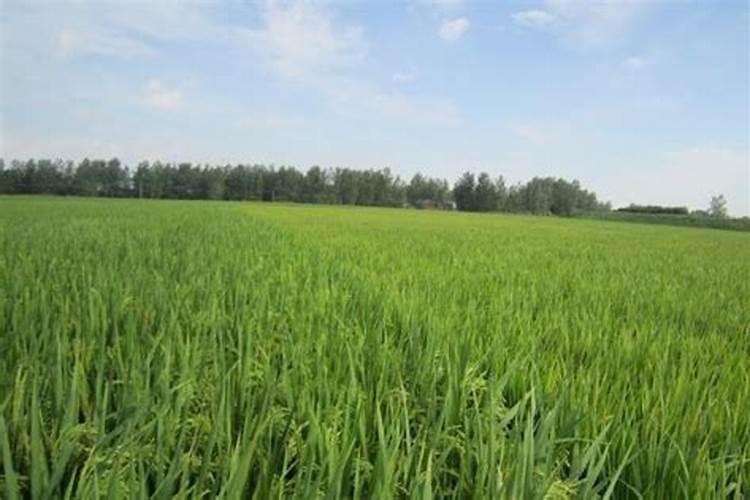 家庭种植生菜一般生长到多大施肥