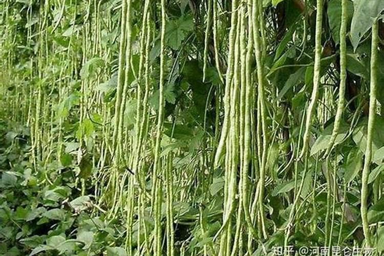 豆角施肥时间及方法