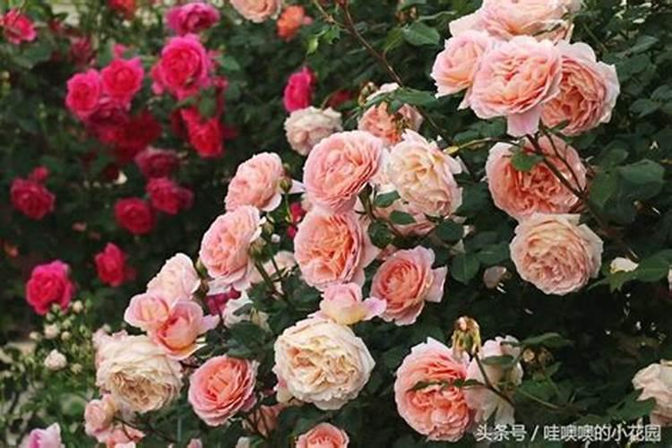 种植巨峰葡萄苗要知道与钙的关系,何时补钙？英英李子苗基地科普百度知 ...