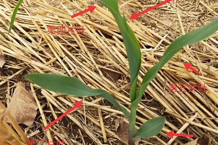 玉米3至5片叶可以喷叶面肥吗