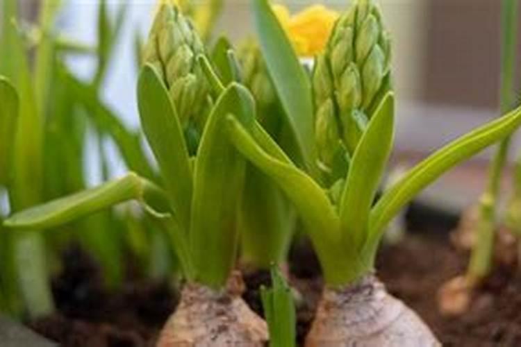 腐殖酸系列肥料对植物生长的作用