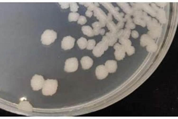 生物菌肥,氮肥是什么肥料？