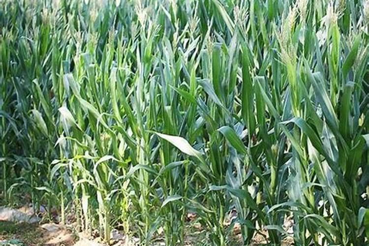 现在沙糖桔果子小要放什么肥？怎样施肥