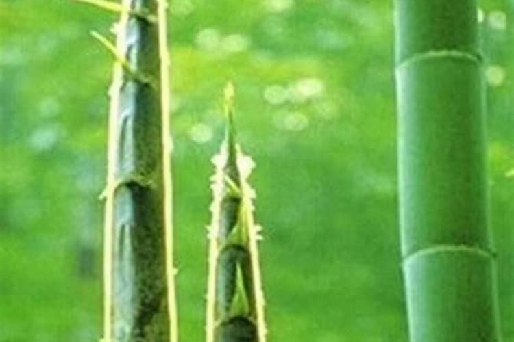 雷竹笋用什么肥料会变粗