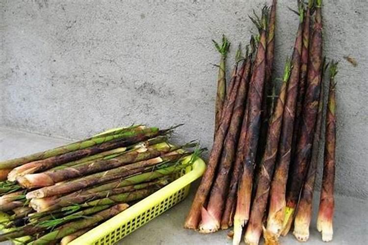 竹笋高产种植方法有哪些