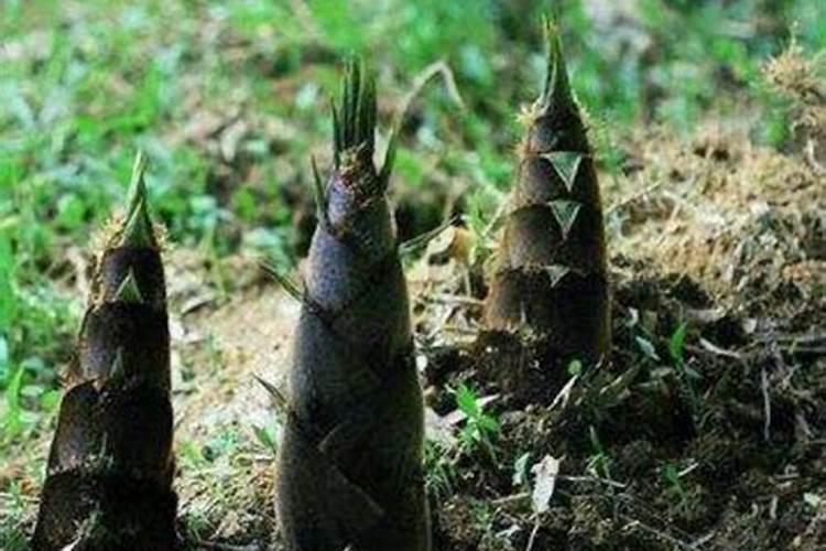 竹笋高产种植方法有哪些