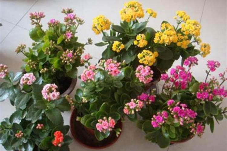 芸苔素多久喷一次,多久见效