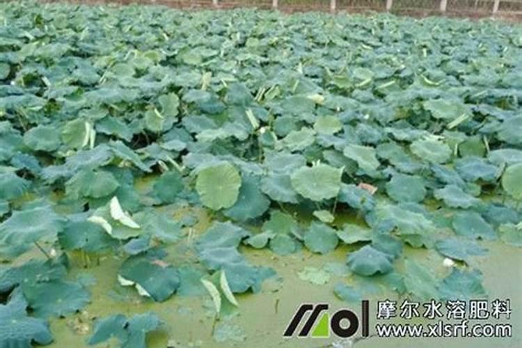 种藕用哪种肥料好