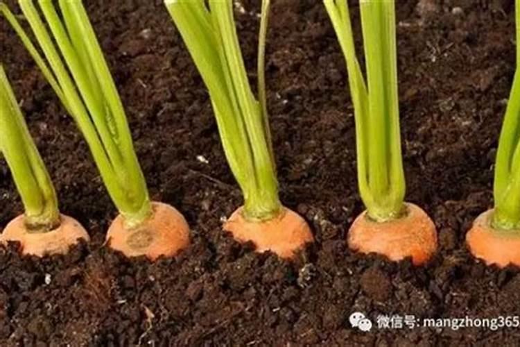 红萝卜播种方法