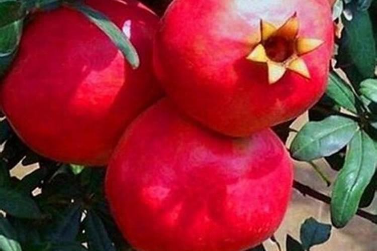 玫瑰花多久施一次肥,要施什么肥料