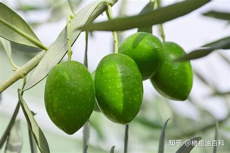 橄榄树的养殖方法和注意事项