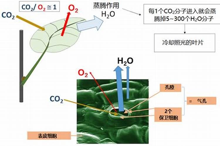 肥料过量对植物的影响