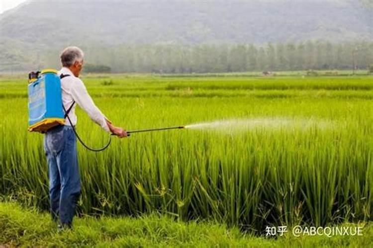 红薯用什么肥料最好